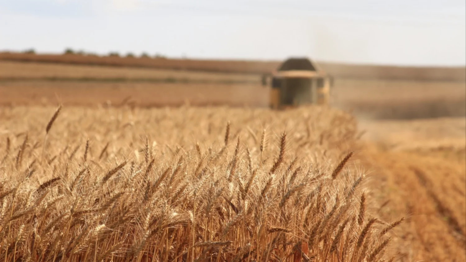 Así es como Rusia está trazando las nuevas rutas del trigo