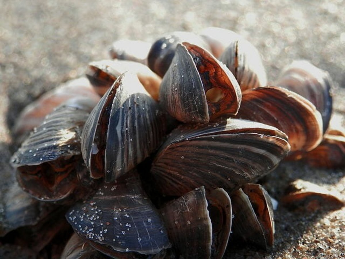 Hombre y niña de 6 años habrían fallecido por consumir mariscos contaminados