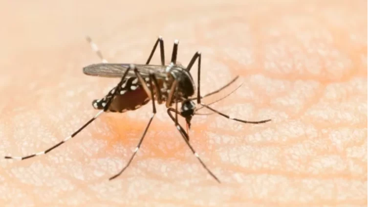 El dengue es una enfermedad viral transmitida por la picadura del mosquito del gÃ©nero Aedes