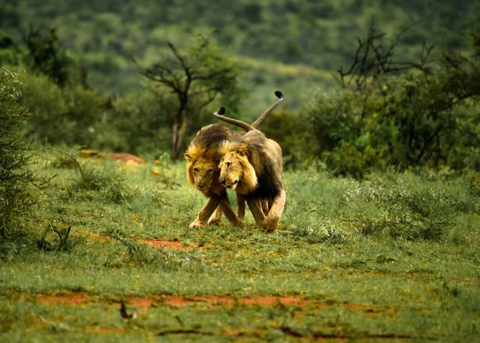 Increíble afirmación de funcionario por comportamiento de dos leones