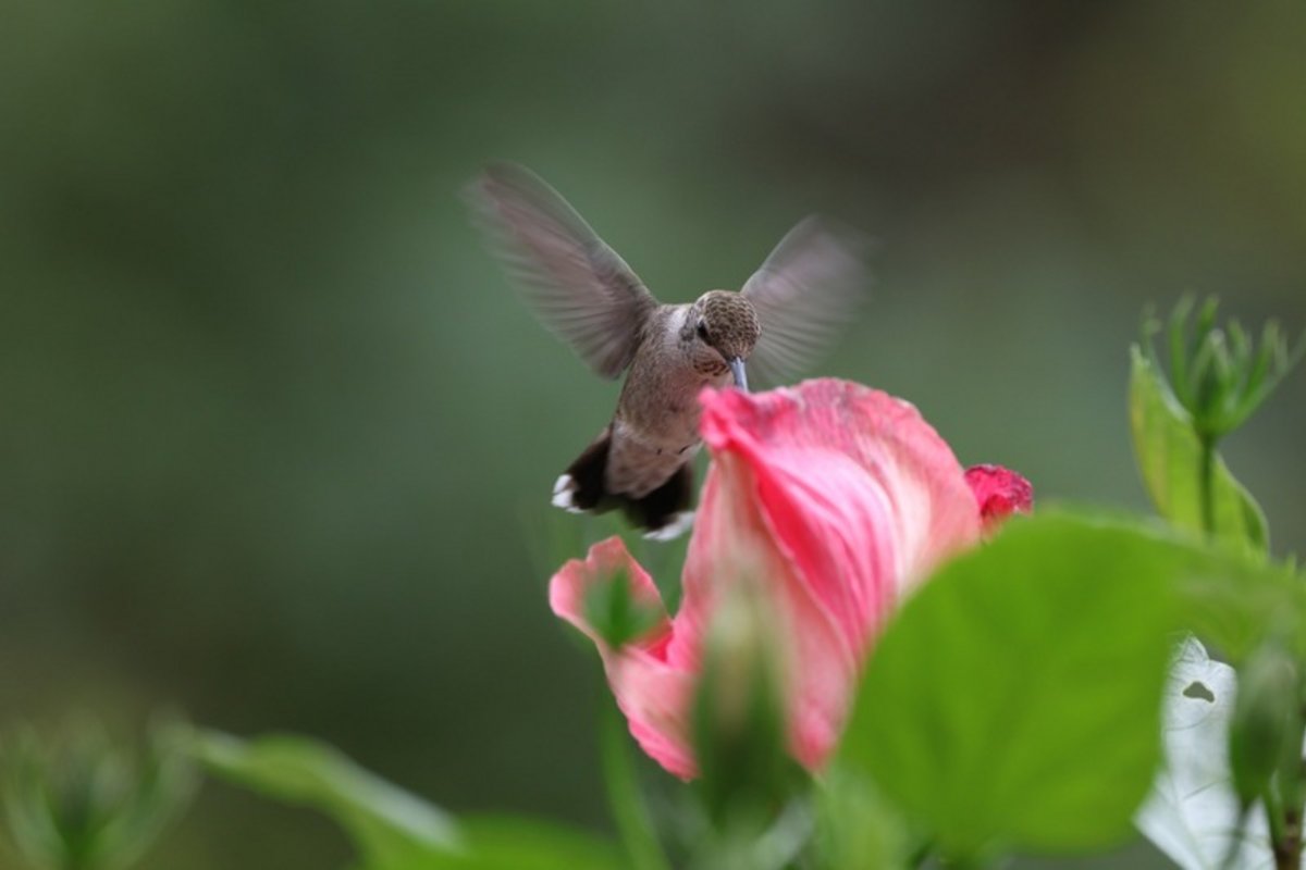 ¿Quieres ver colibríes en tu jardín o tu ventana? plantas para atraerlos