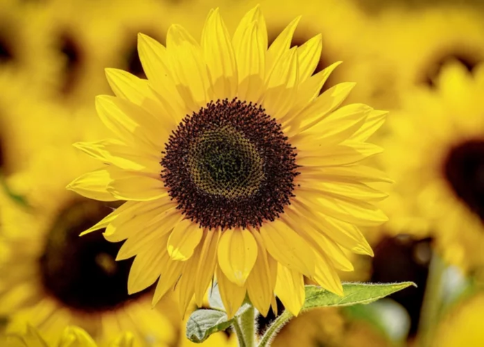 Cuál es el significado de las flores según su color Cuál es el significado de las flores según su color