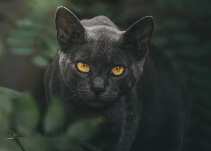 El gato negro que es una pantera miniatura