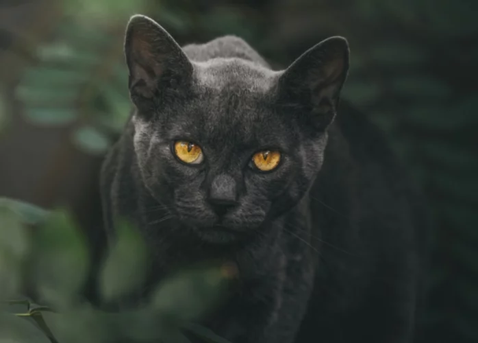 El gato negro que es una pantera miniatura El gato negro que es una pantera miniatura